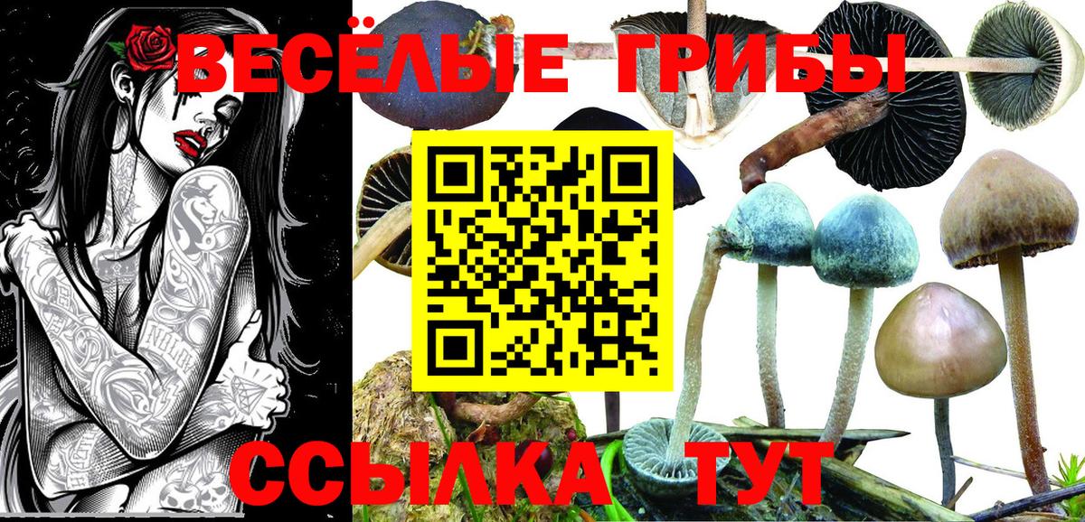 Галлюциногенные грибы GOLDEN TEACHER  Вход с VPN  Мурино  Псилоцибиновые грибы мицелий 